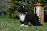 CHIEN NU CHINOIS 087